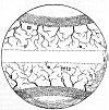 FIGURE 34. <i>The Prim&aelig;val Earth, with its Zones or greater Climates, and the general order and tracts of its Rivers</i>.<br> (From <i>The Theory of the Earth</i>; Thomas Burnet, 1697.)