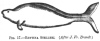 FIG. 17.RHYTINA STELLERI. (After <i>J. Fr. Brandt</i>.)