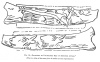 FIG. 19.ENGRAVING OF PALÆOLITHIC MAN ON REINDEER ANTLER<br> (The two sides of the same piece of antler have been reproduced.)
