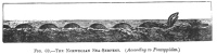 FIG. 69.THE NORWEGIAN SEA-SERPENT. (<i>According to Pontoppidan</i>.)