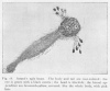 Fig. 18. Astan&eacute;'s ugly beast.